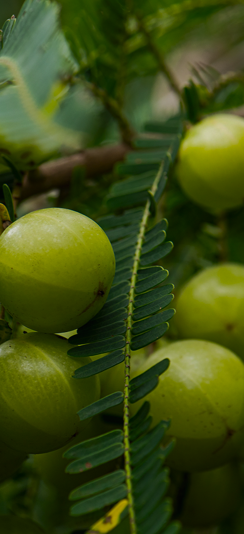 Indian Gooseberry